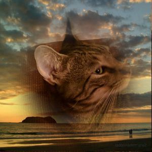 Meet your Posher, Patricia letts